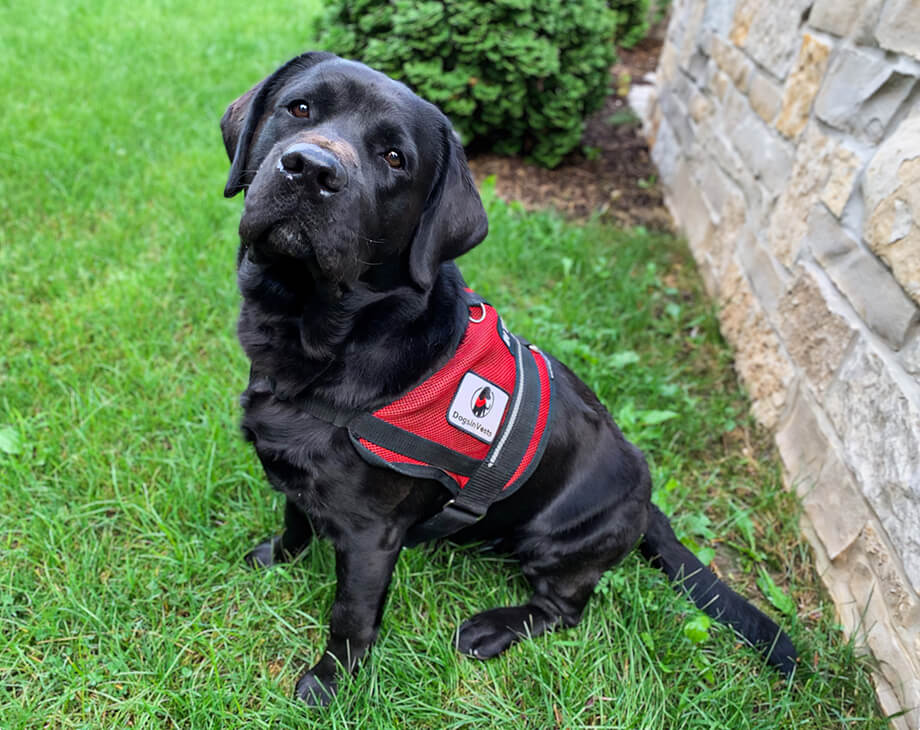 Free autism service dogs for children in southeast WI