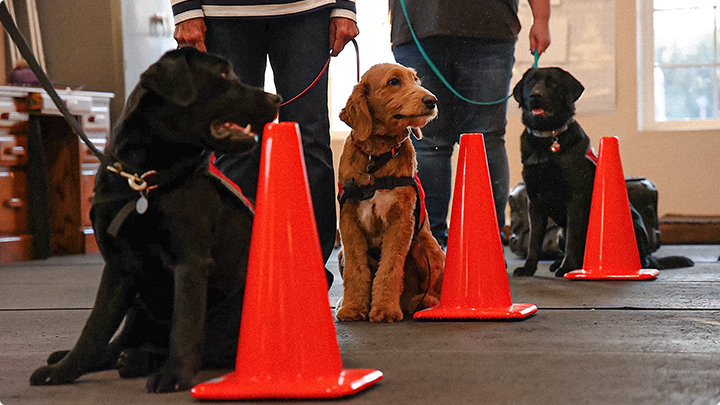 Trained autism support animals