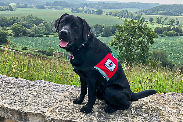 Service Dogs for Wisconsin Children with Autism