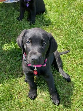 We hope you can join us for Pancakes for Pups 2025