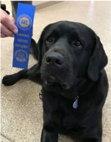 First set of Canine Good Citizen classes