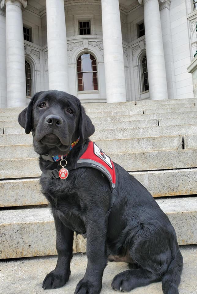 Apply for the DogsInVests training program