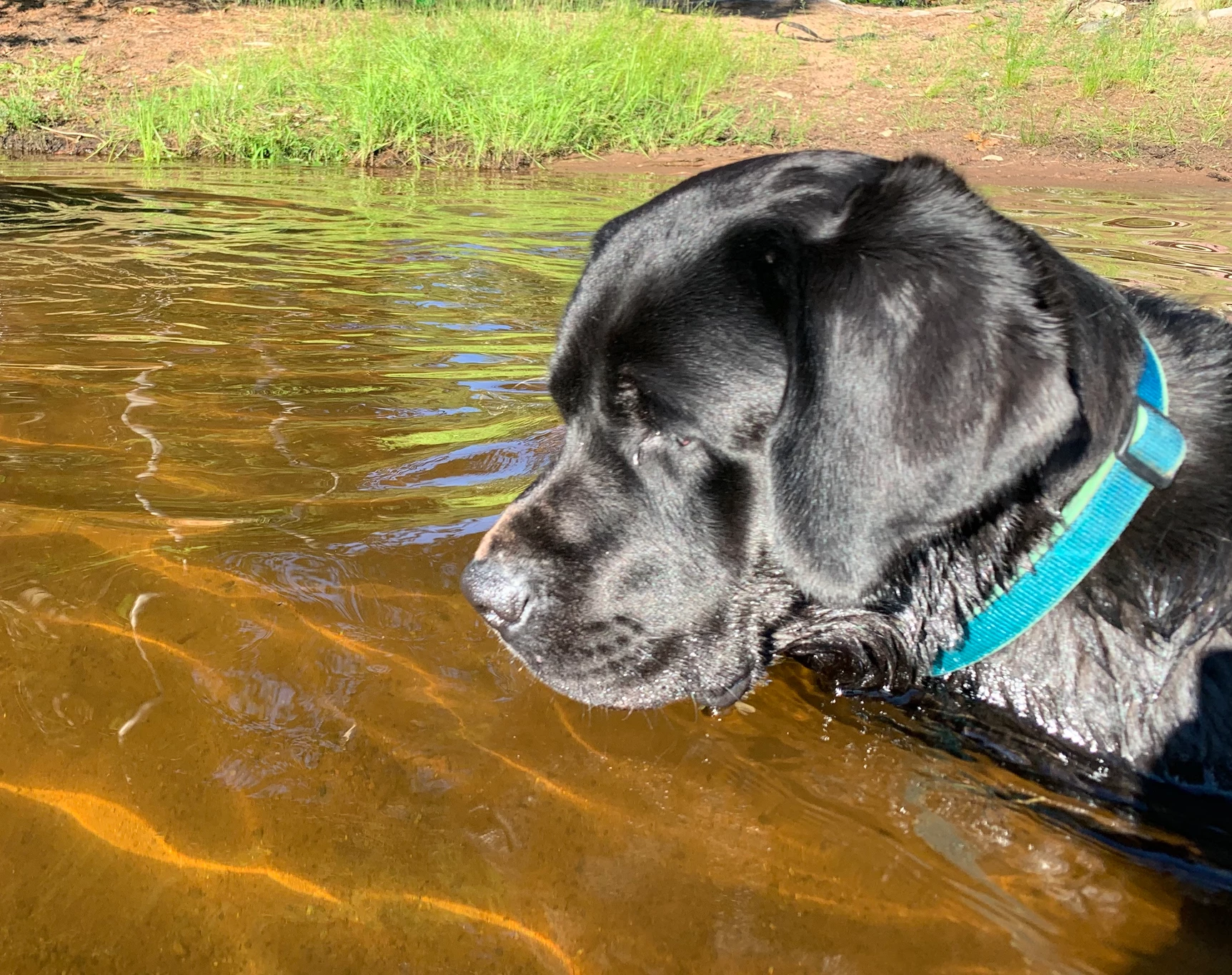 Ace tries swimming & fishing