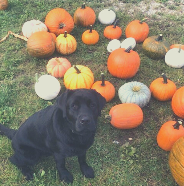 Fred & Pumpkins