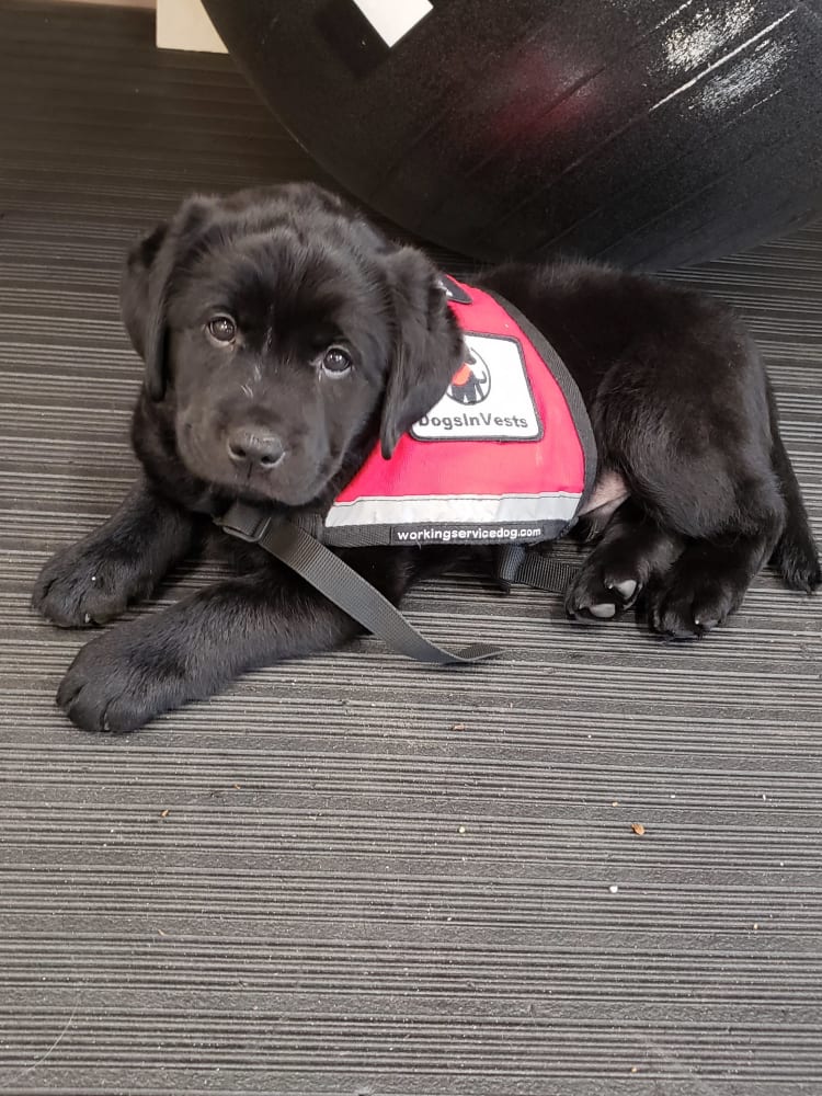 DogsInVests Pancakes for Pups fundraiser breakfast