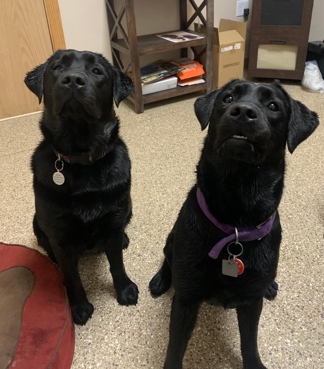 Birthday girls Evie & Daisy