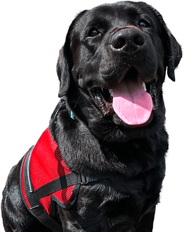 Service dogs for kids with austism near Palmyra, WI